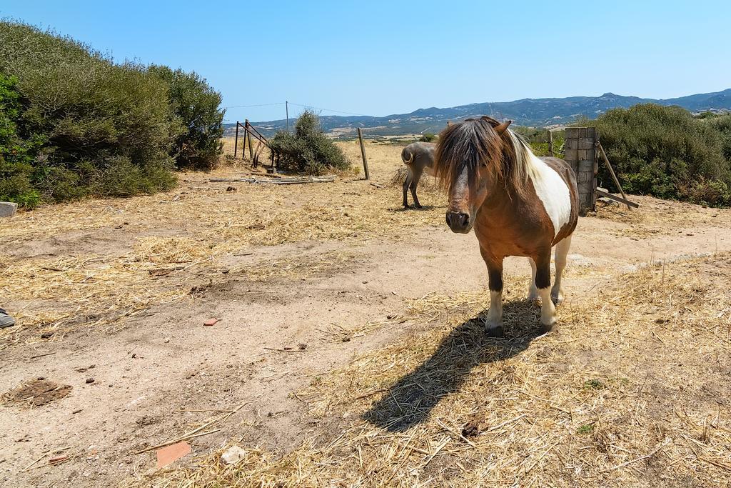 Agriturismo Lu Nodu Greuli 외부 사진